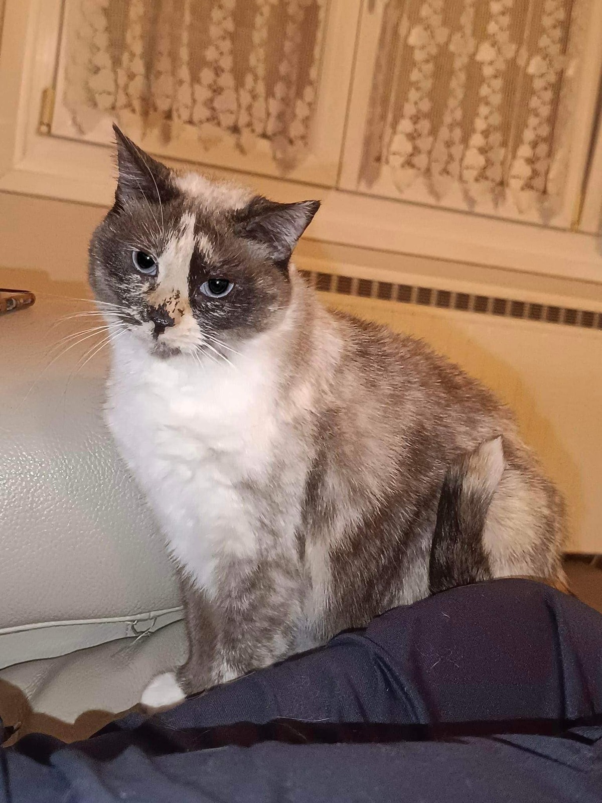 Adoption Héméra