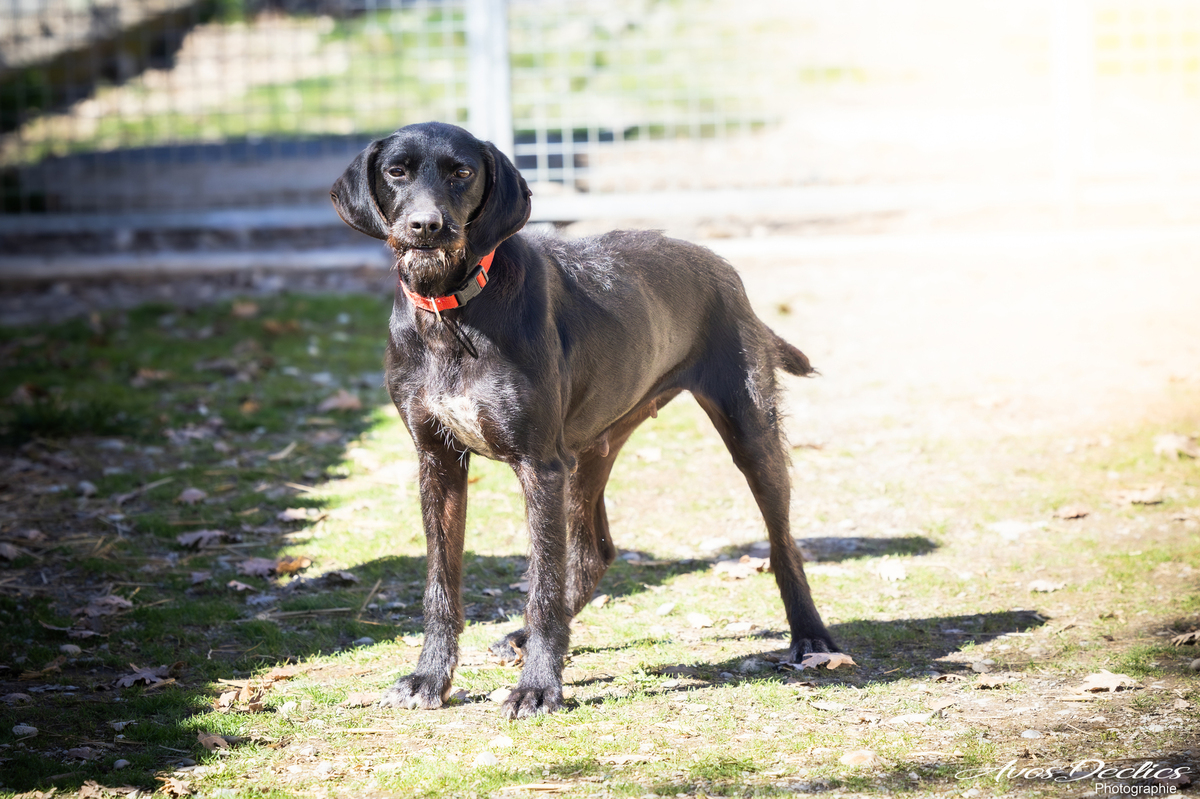 Adoption Nova