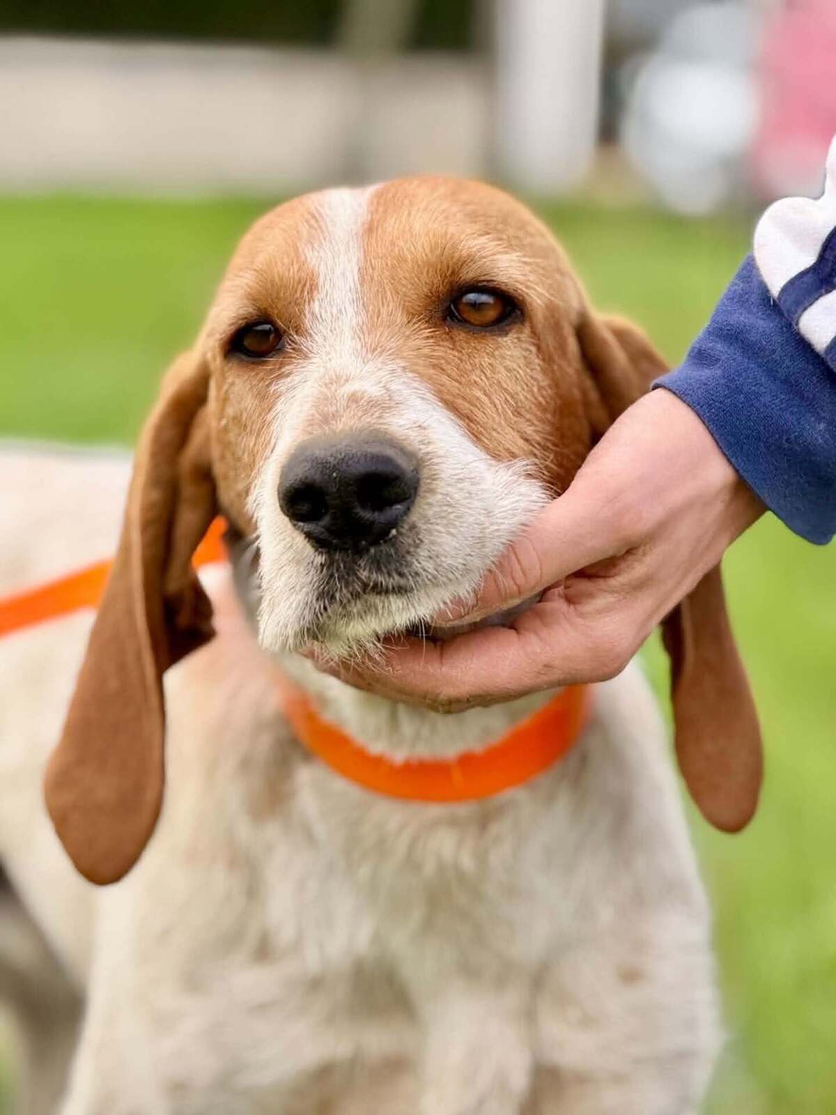 Adoption Marley