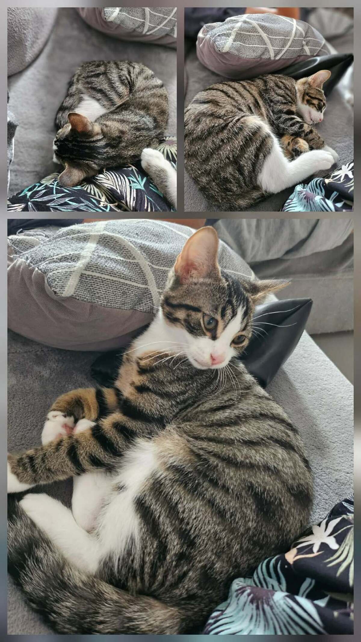 Adoption BISCUIT