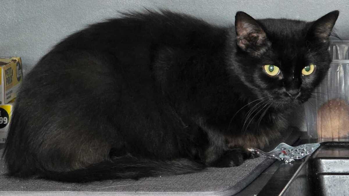 Adoption Duchesse