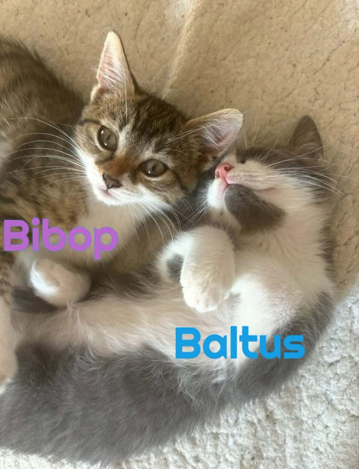 Adoption BALTUS et BIBOP