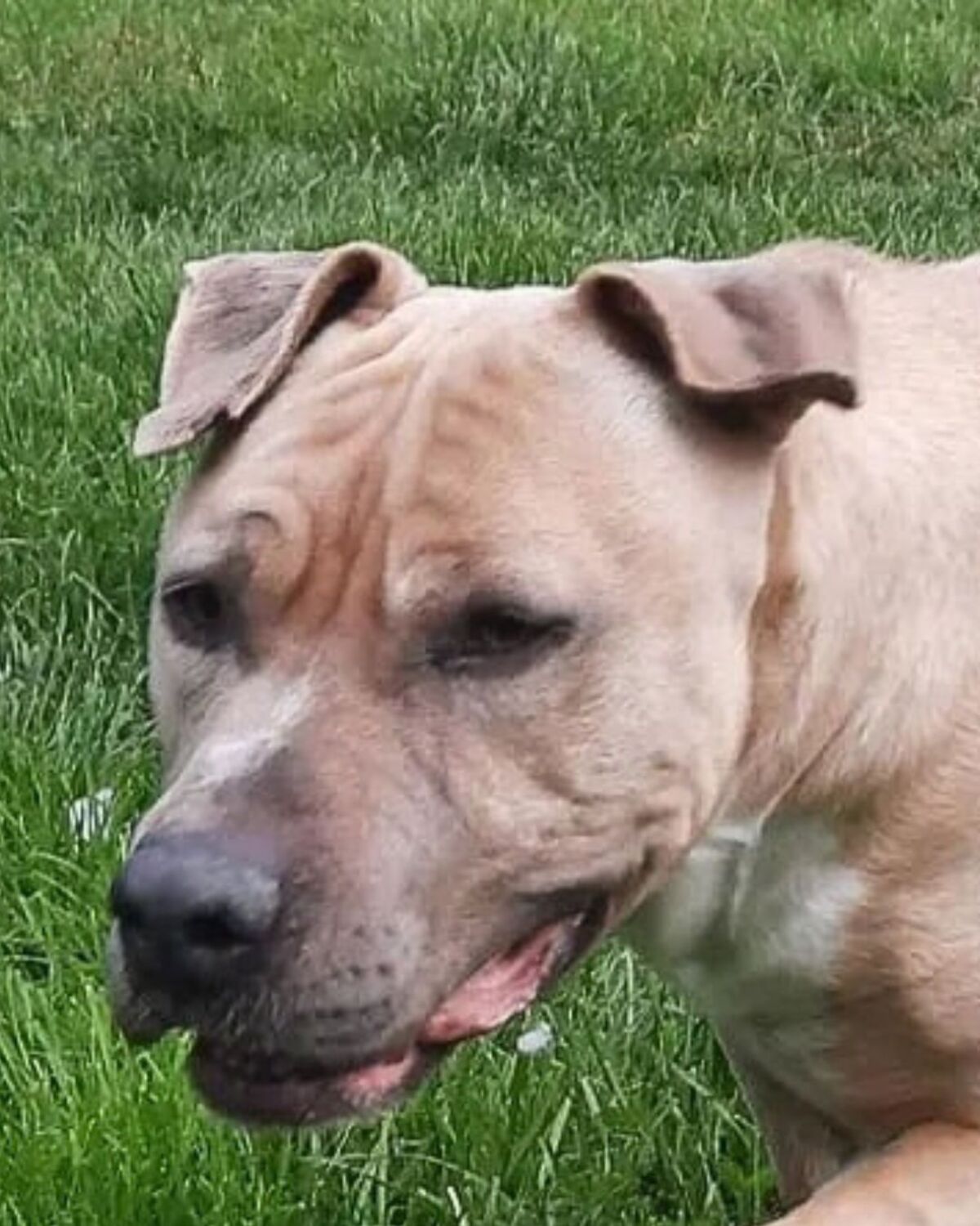 Adoption Paco