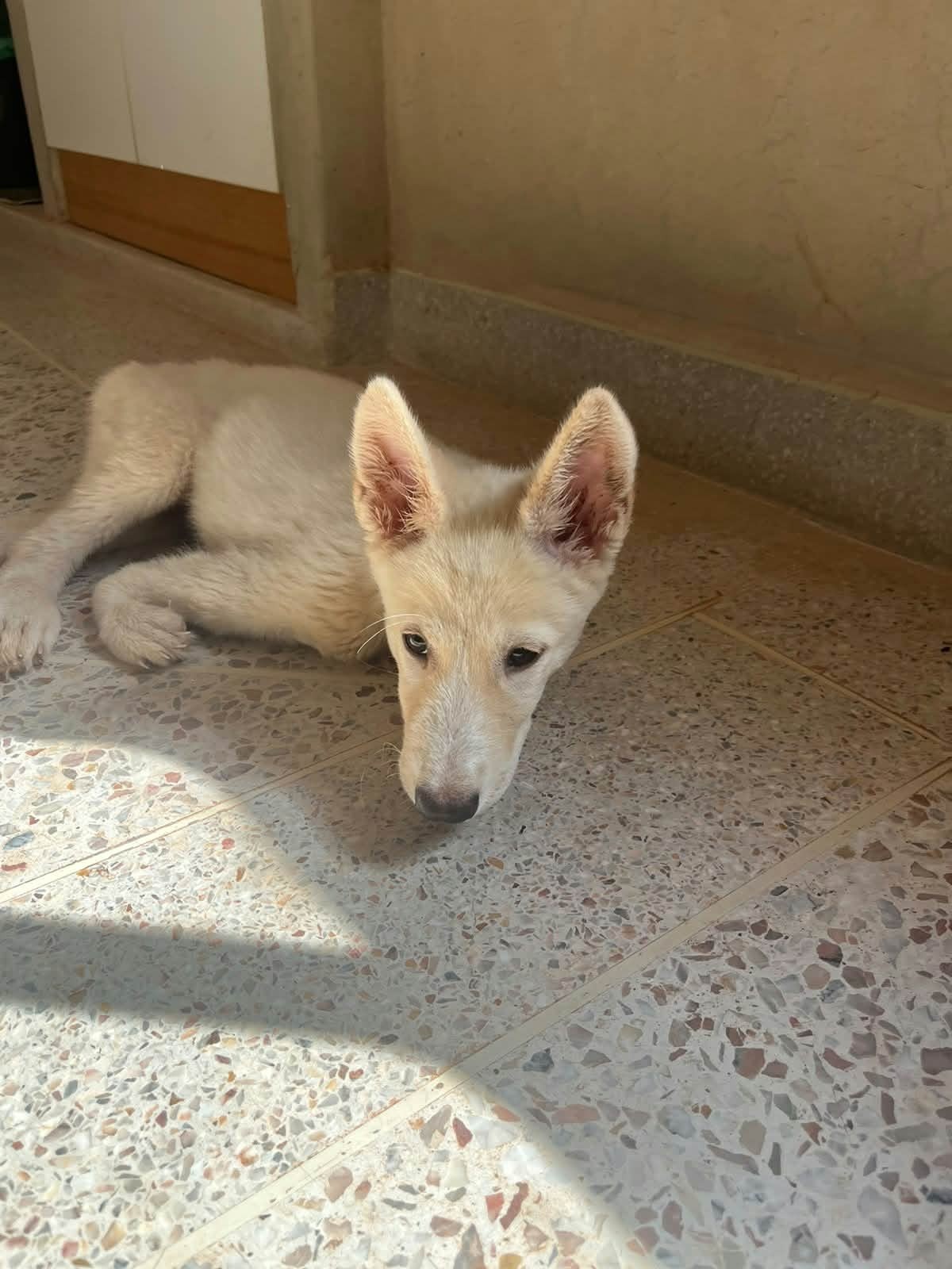 Adoption Blanche