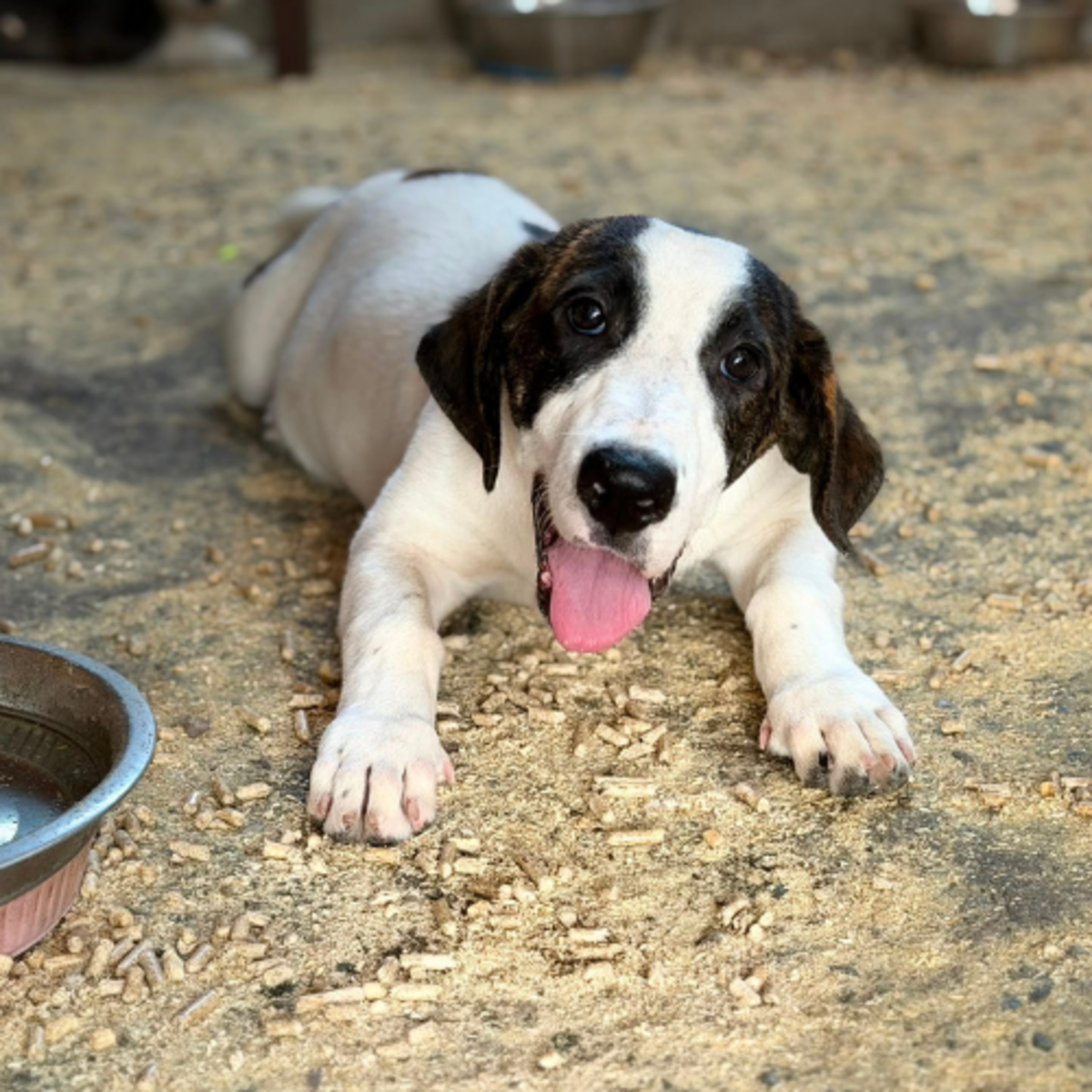 Adoption ELIOS