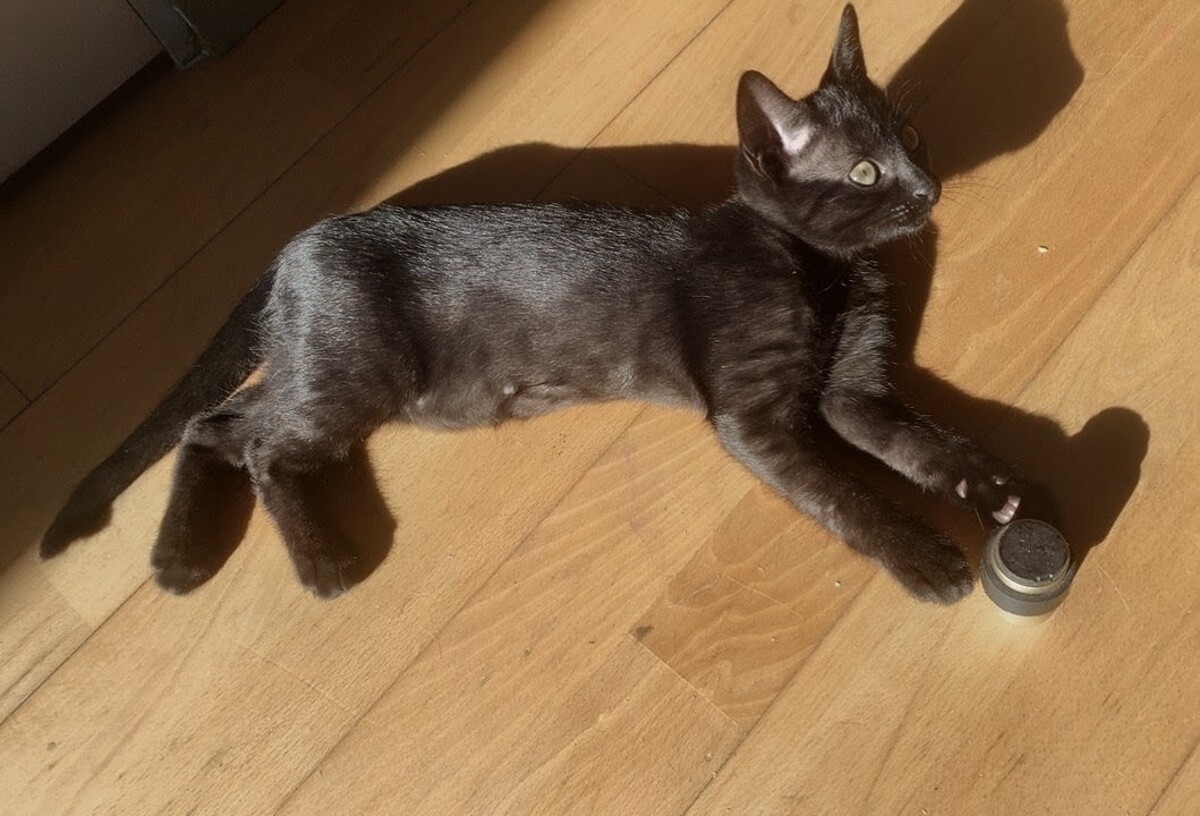 Adoption Beauté