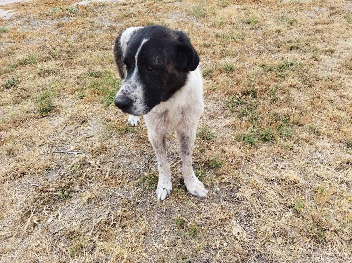 Adoption Maximus