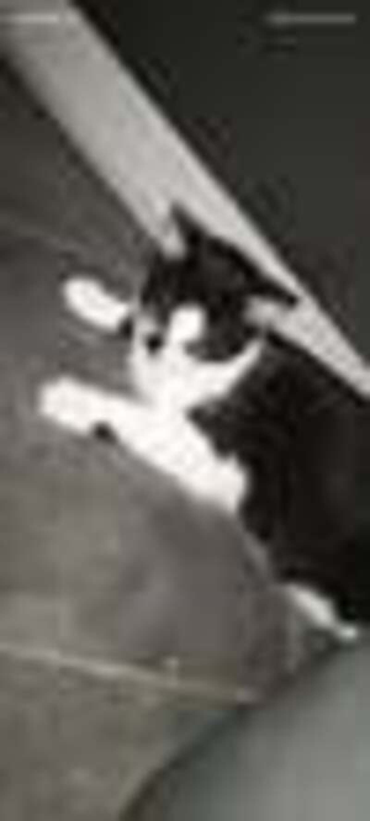 Adoption Onyx