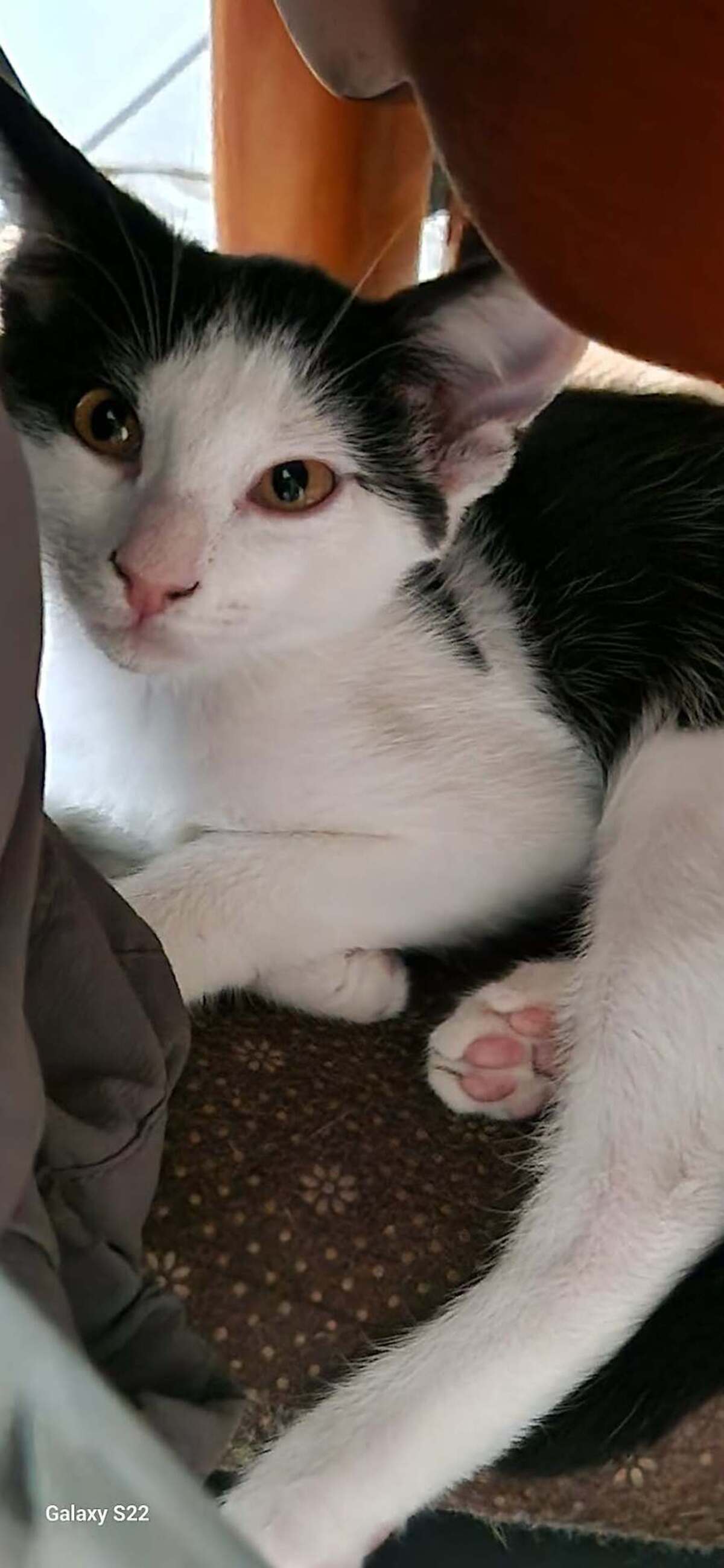 Adoption Suchi et Grisou