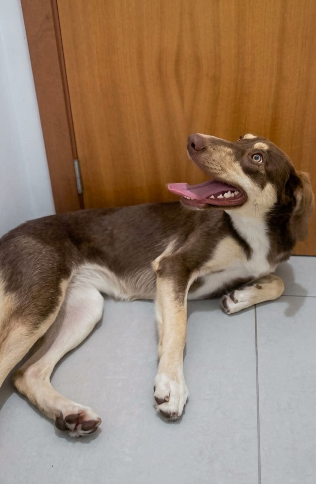 Adoption Luna