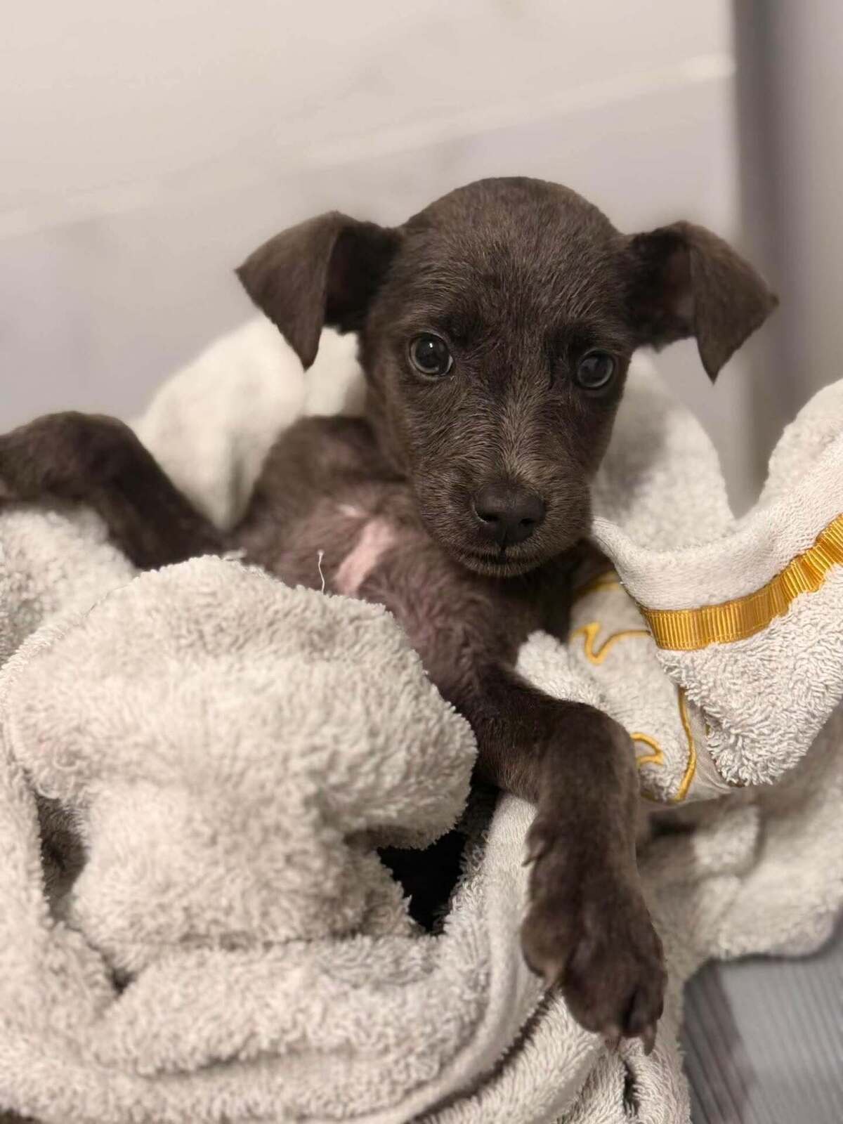 Adoption KOALA