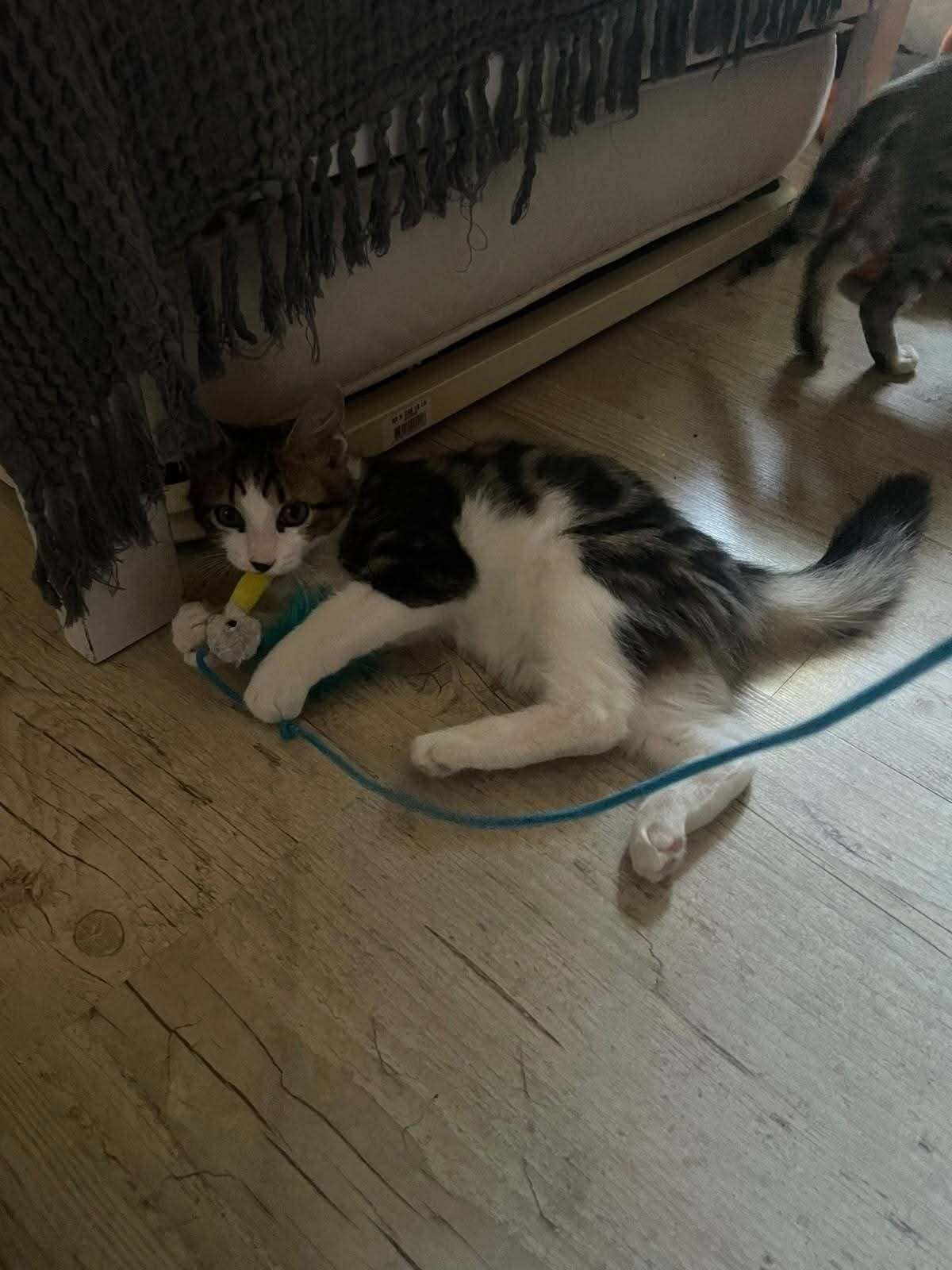 Adoption Blini et Bond