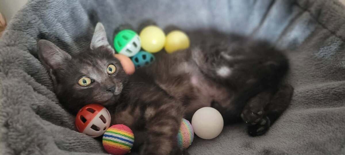 Adoption Balzac