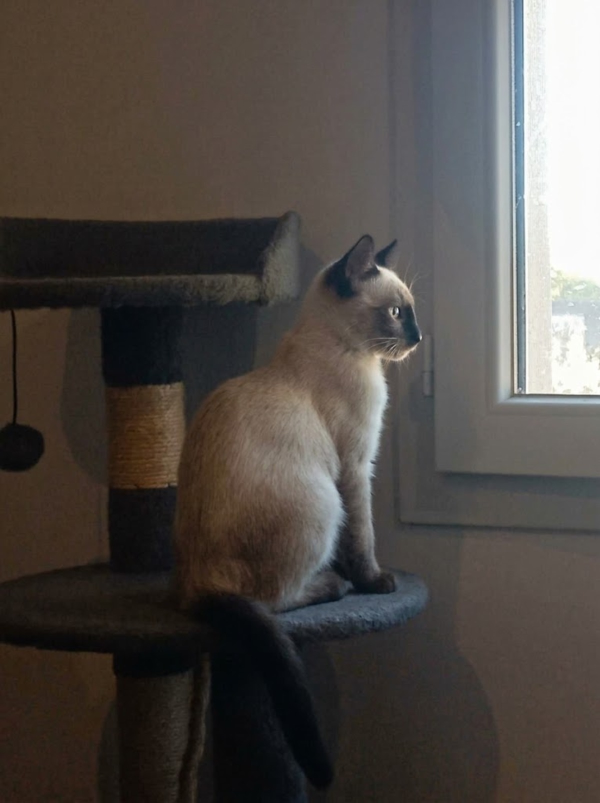 Adoption Peabody