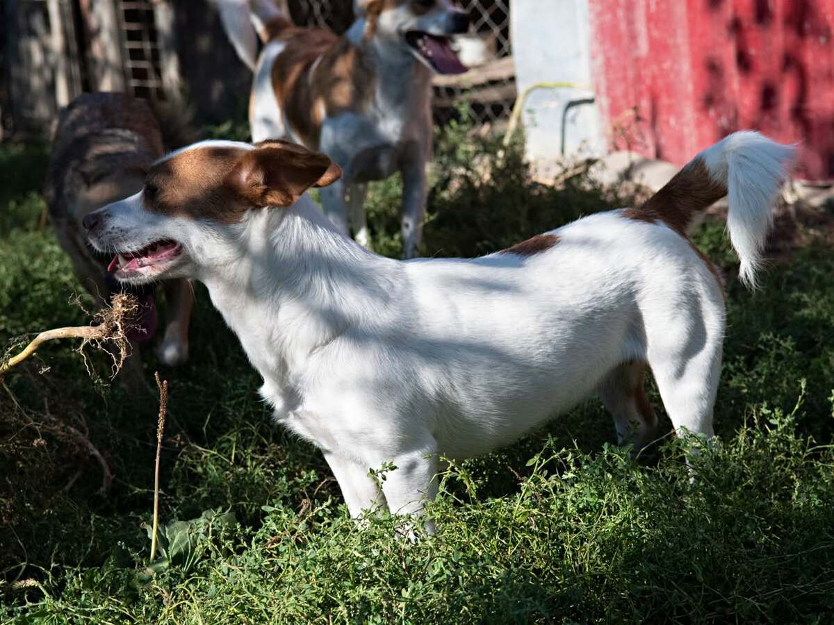 Adoption Lima