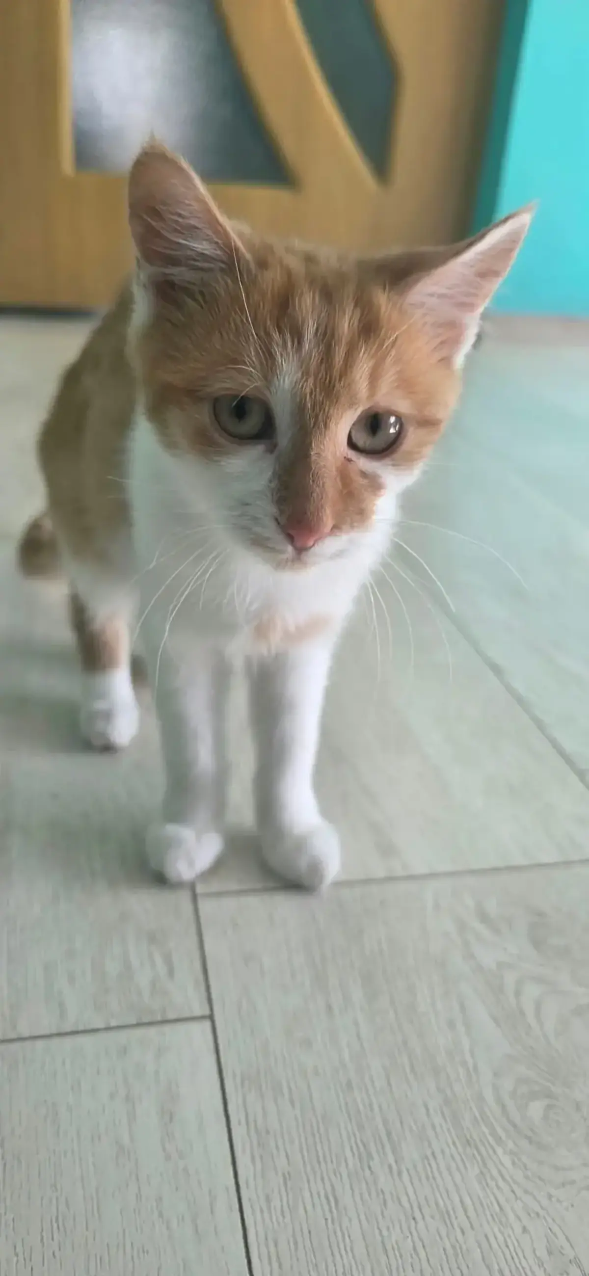 Adoption Kojak