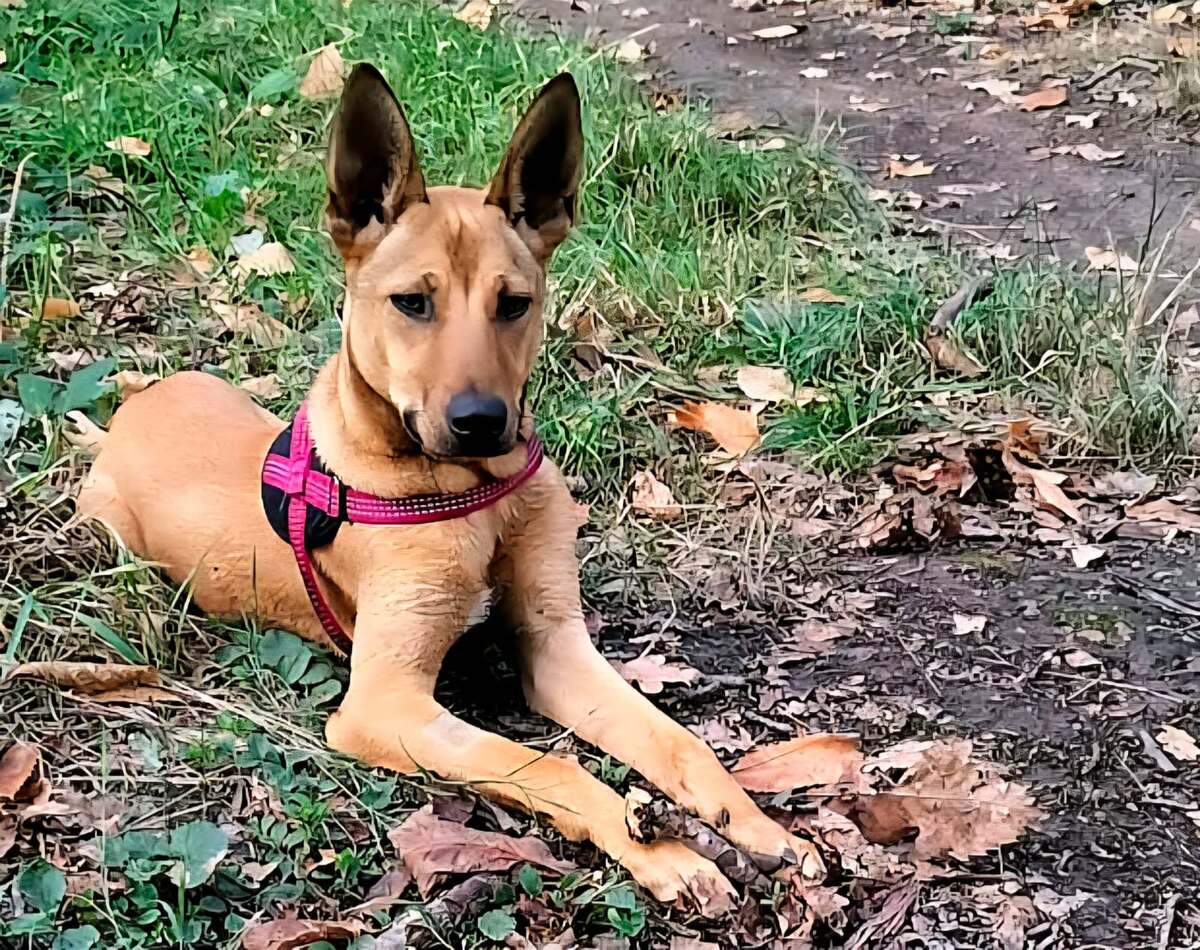 Adoption Zuka