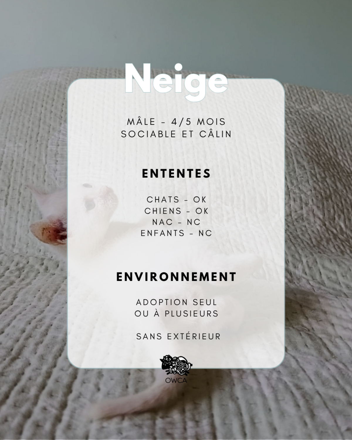 Adoption Neige