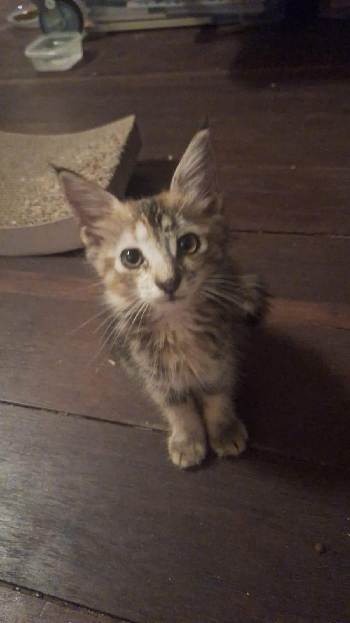 Adoption Soka