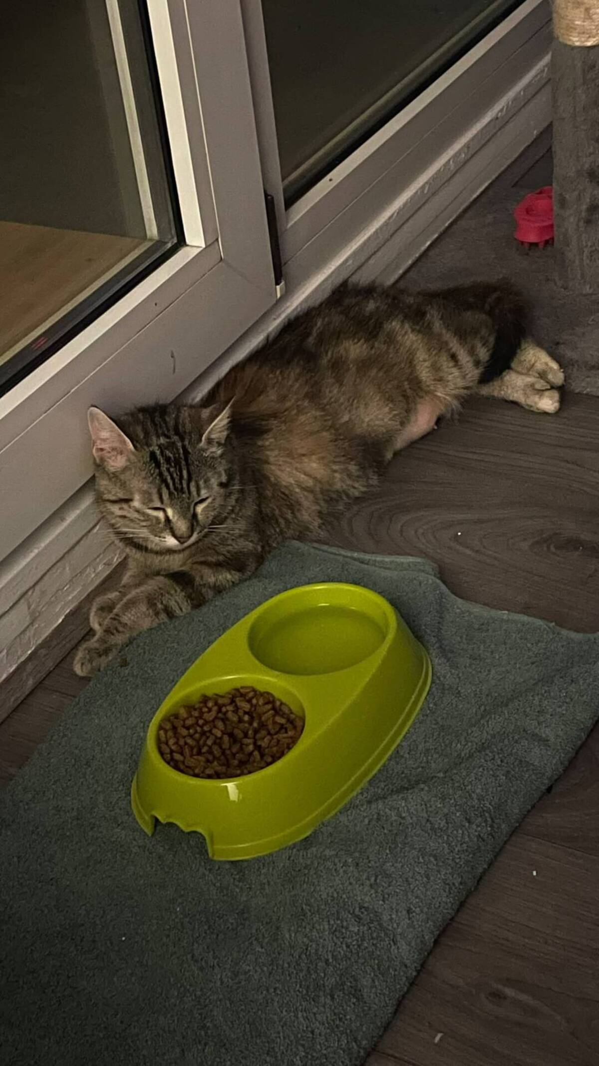 Adoption Fricassée