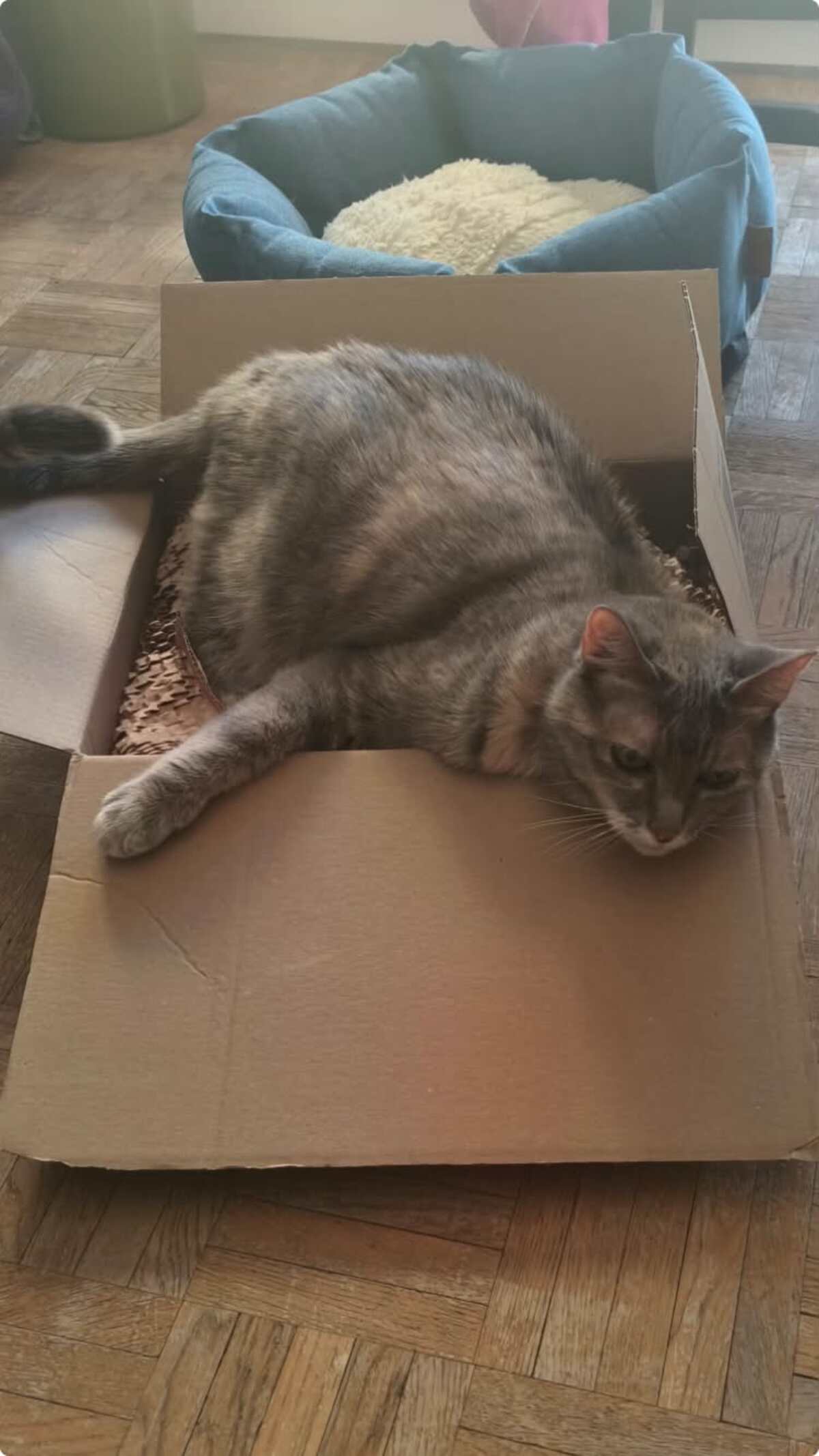 Adoption Boulette