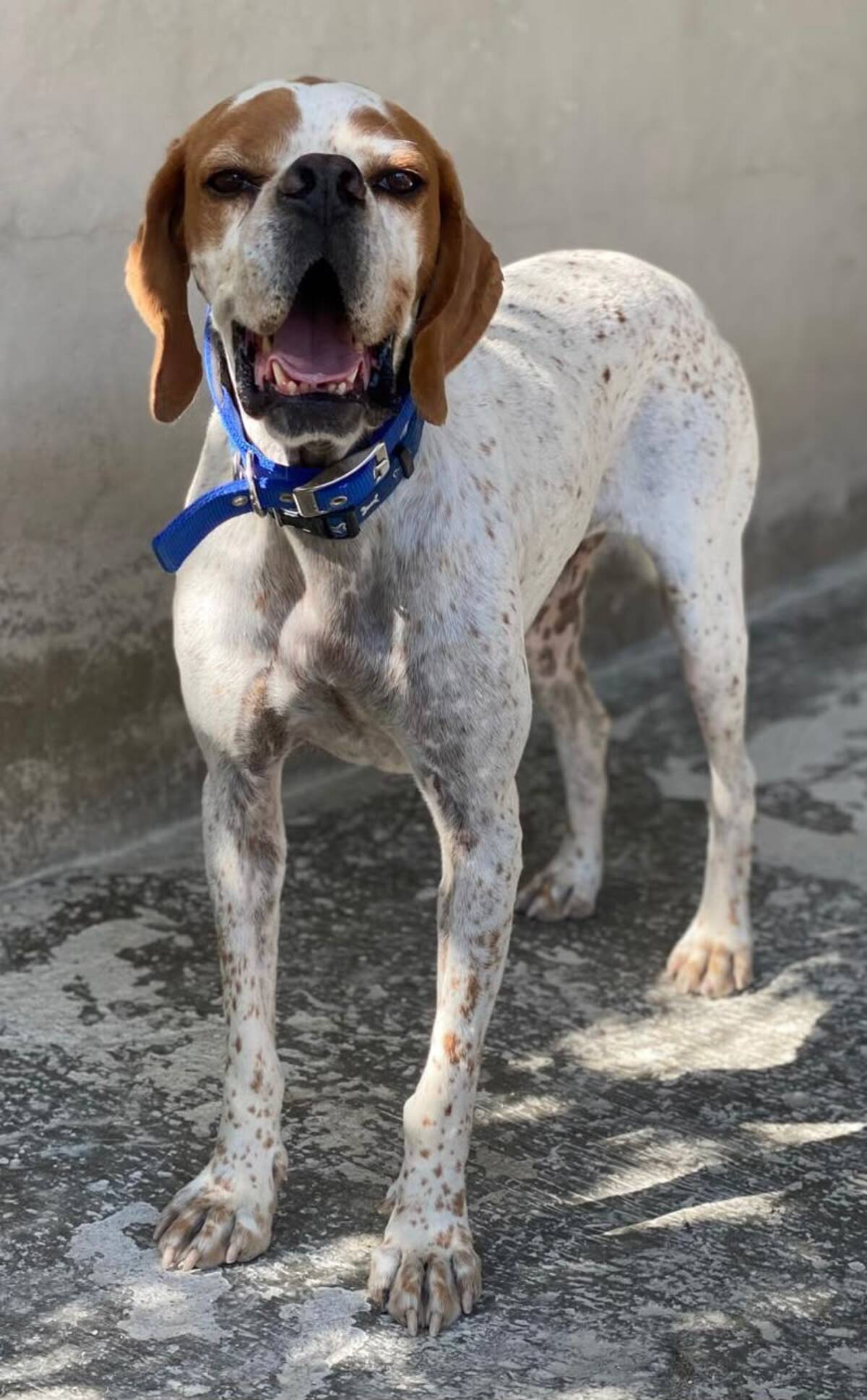 Adoption Scampy