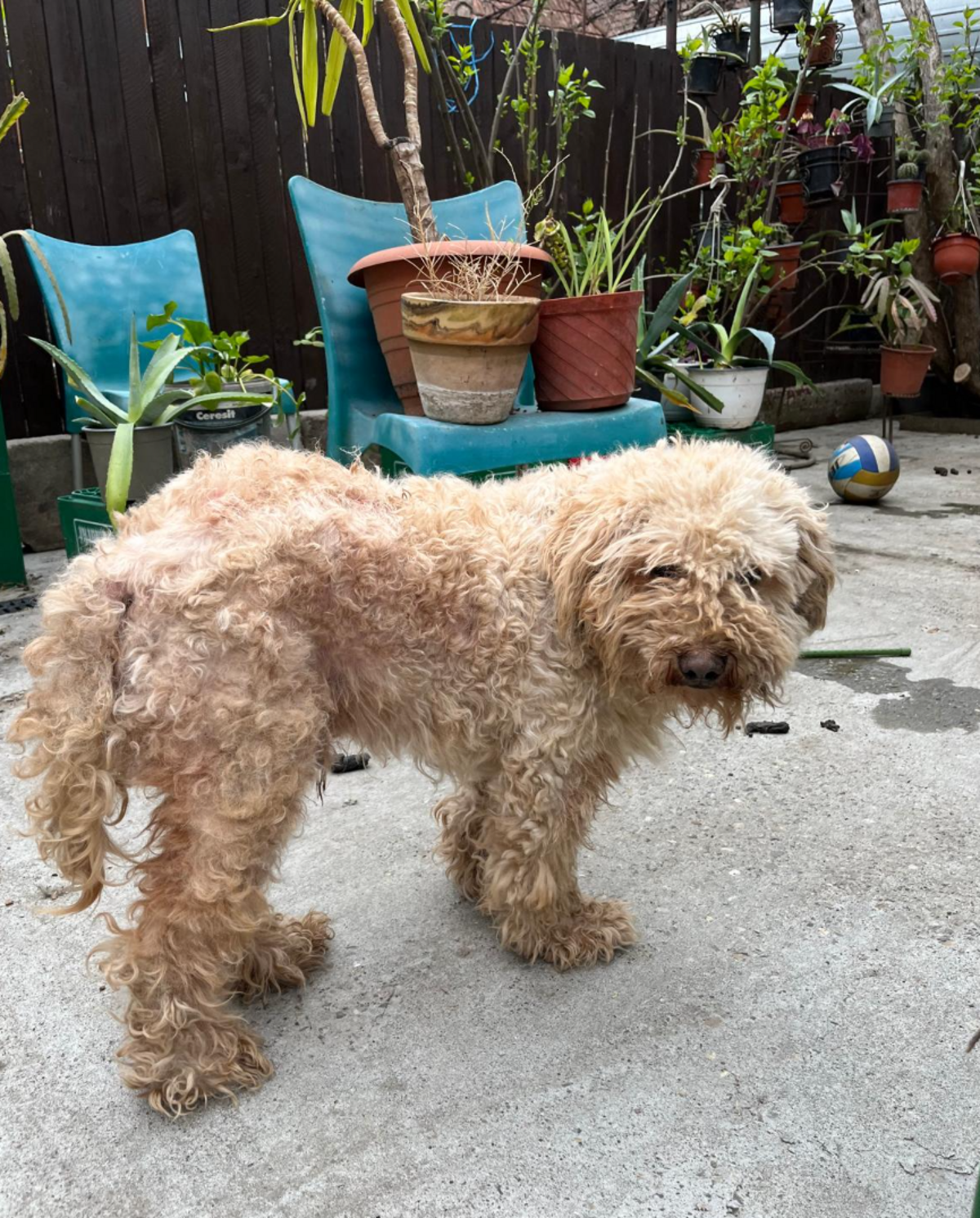 Adoption Boris