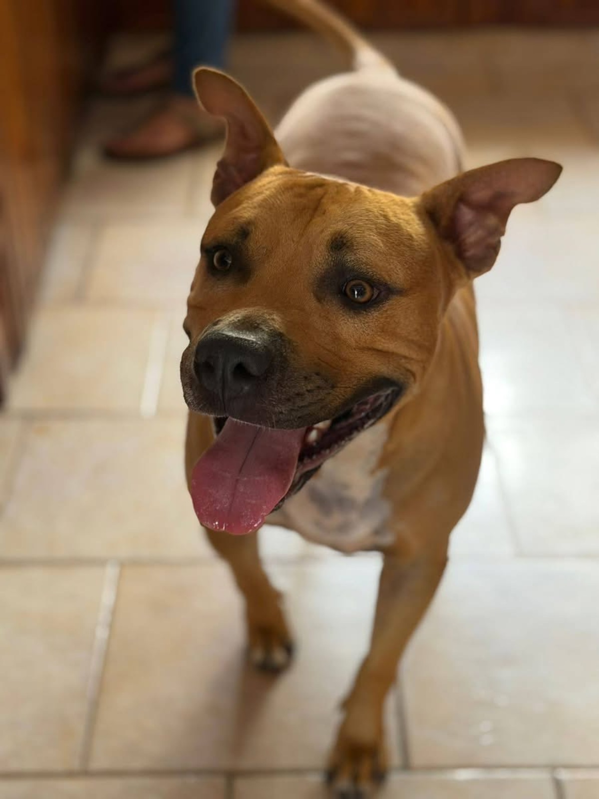Adoption Omy