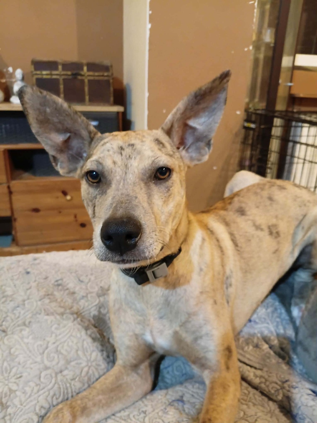 Adoption Bahia