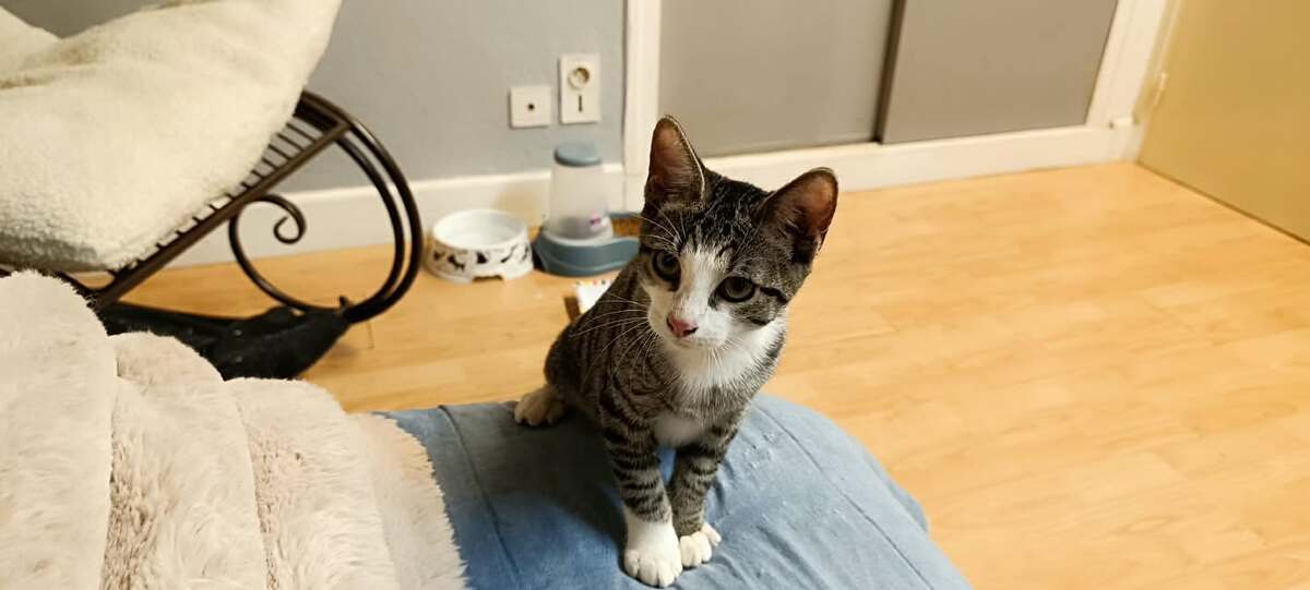 Adoption Bostra