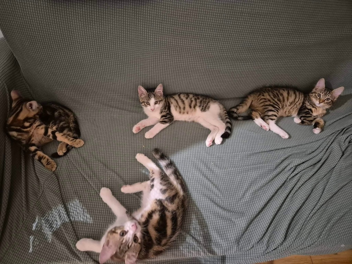 Adoption FISHER