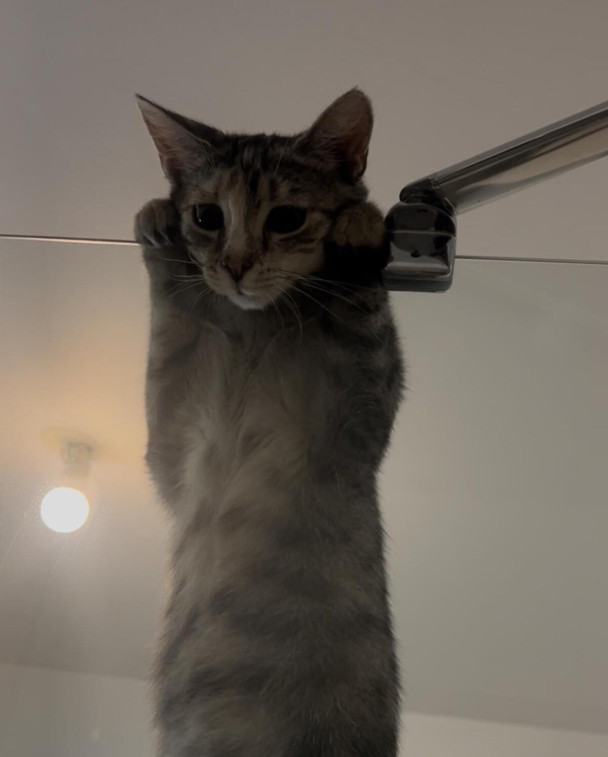 Adoption Mia