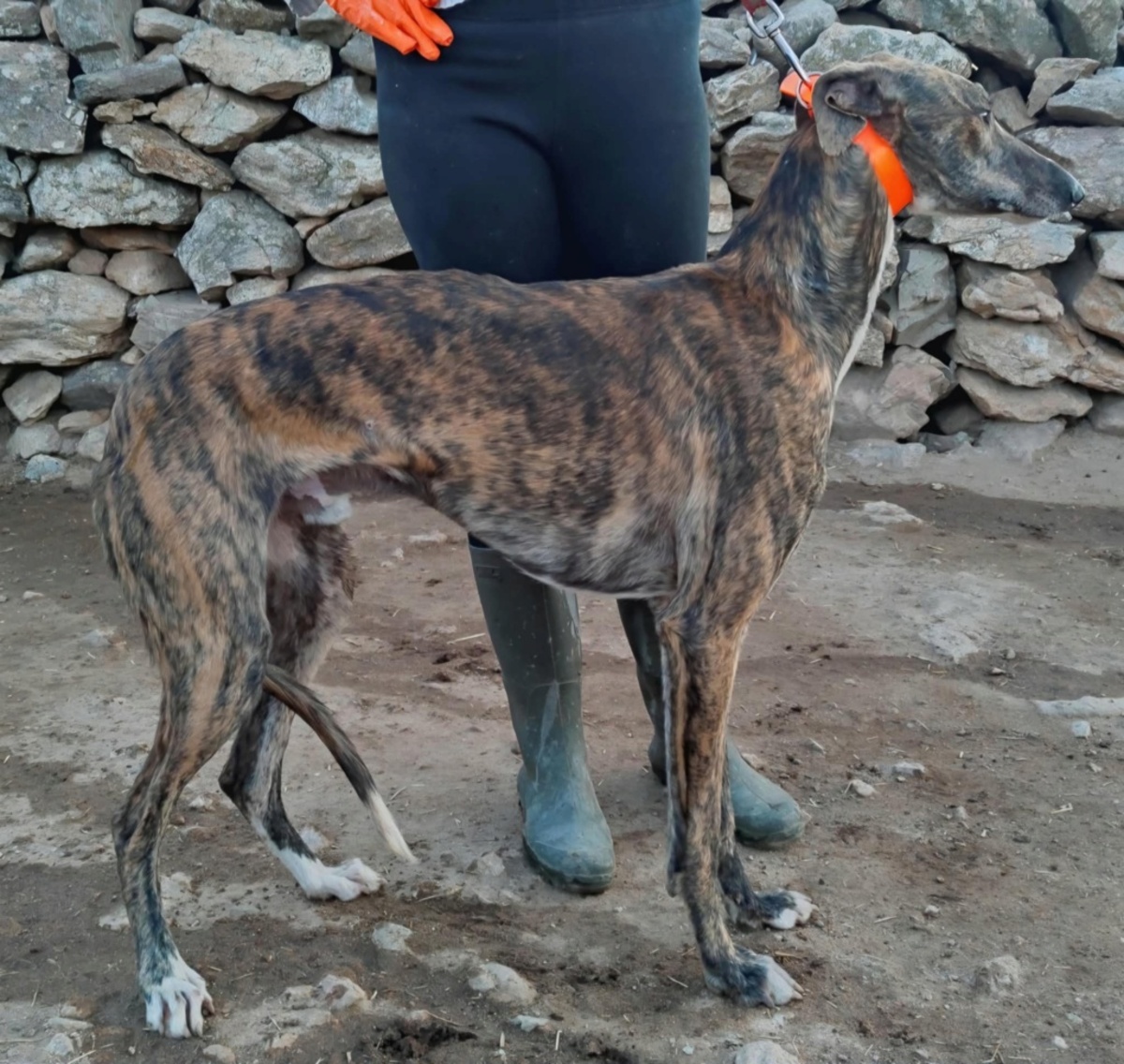Adoption Romeo