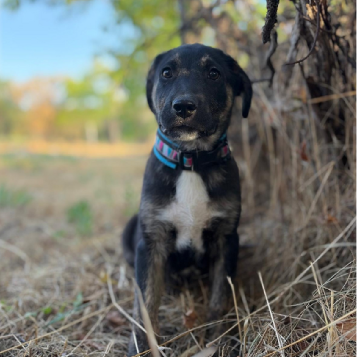 Adoption EOLE