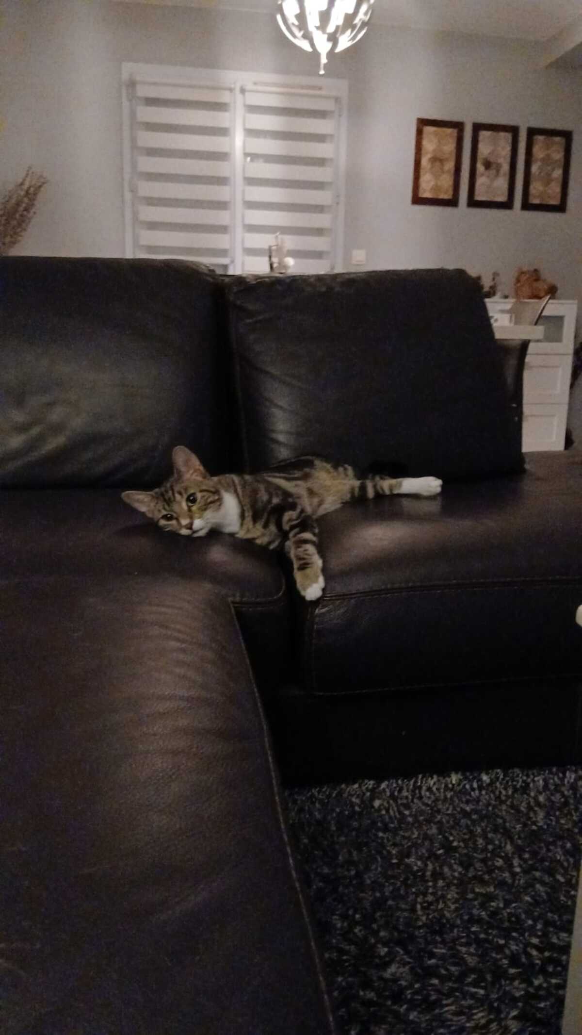 Adoption Athos