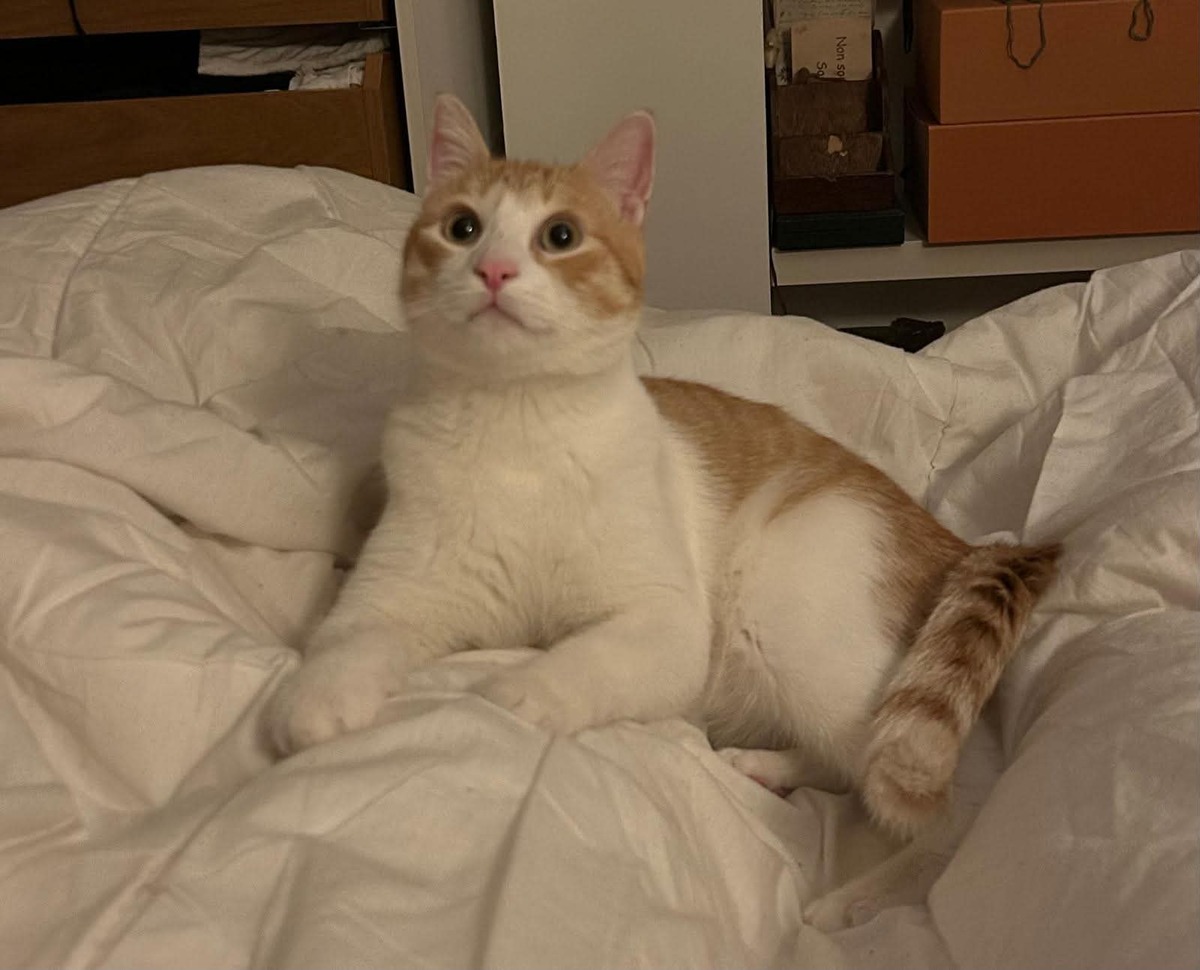 Adoption Miki