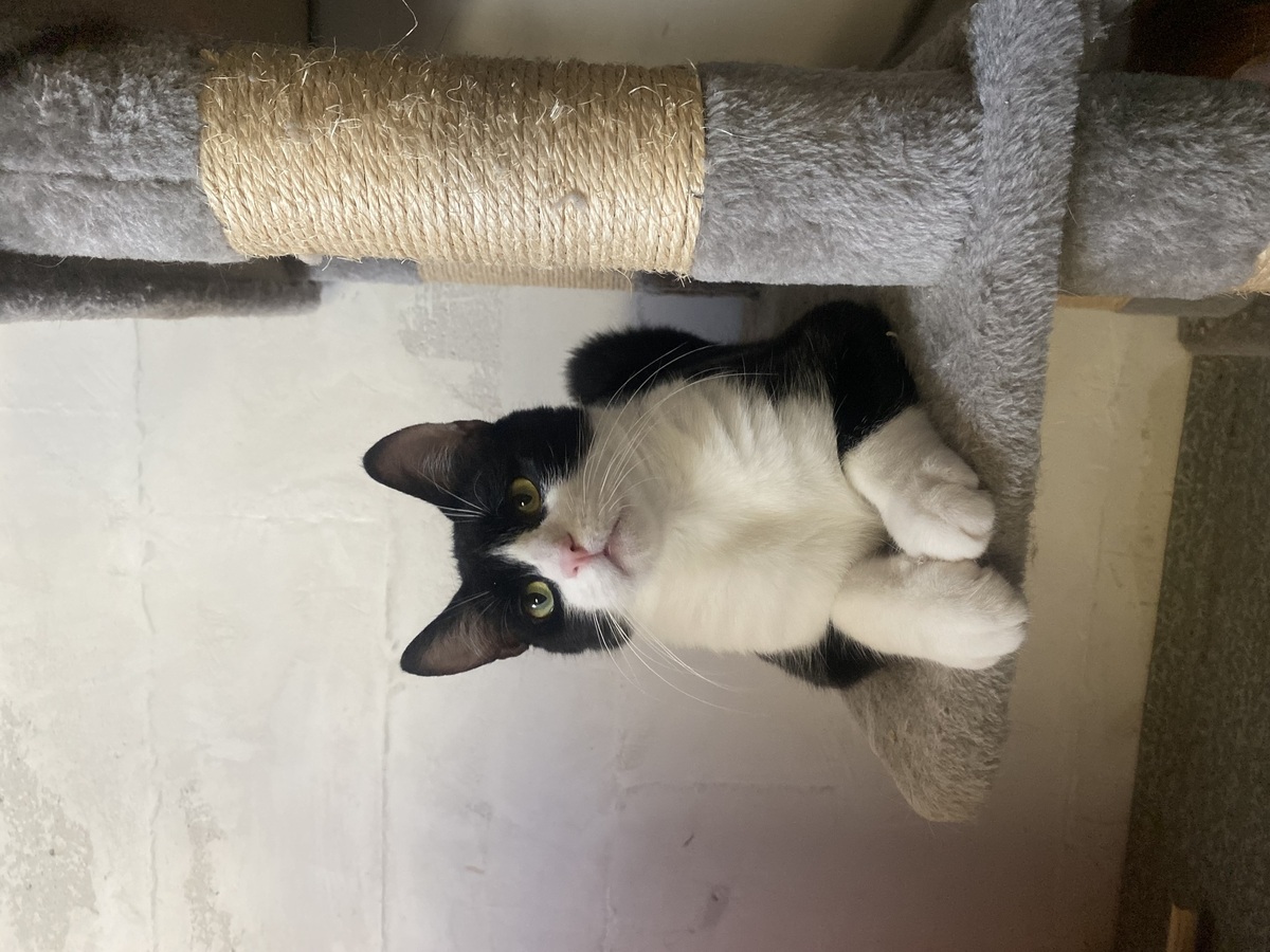 Adoption Maurice