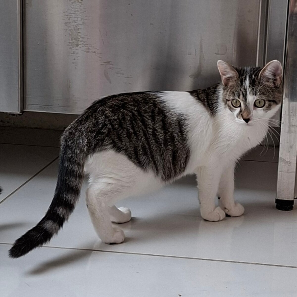 Adoption BLOSSOM