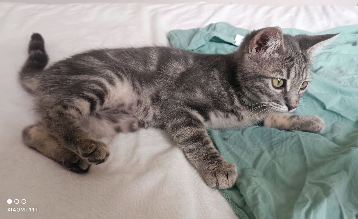 Adoption Béki