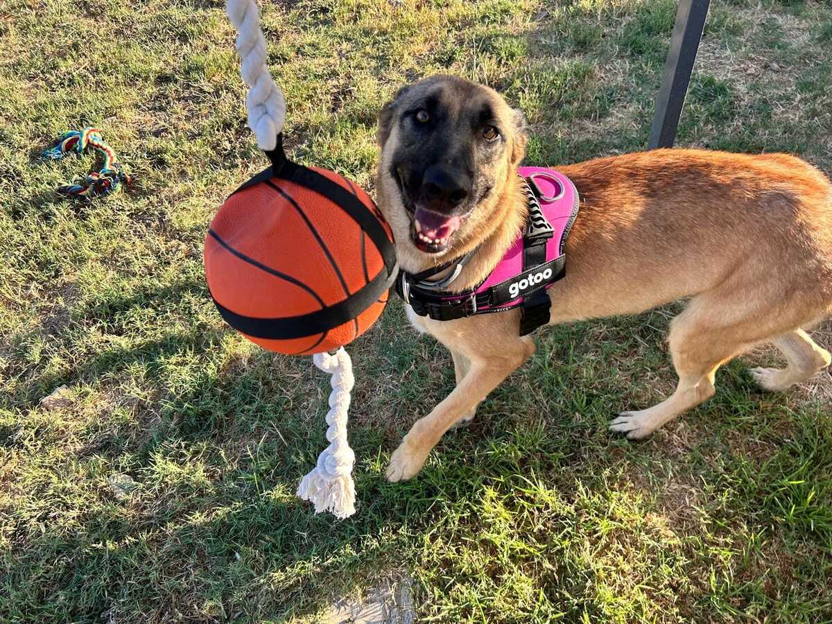 Adoption Yina