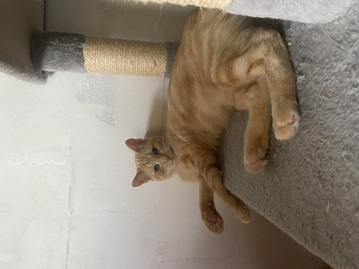 Adoption Jade