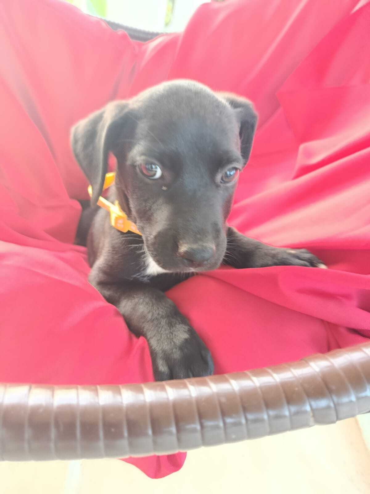 Adoption Ywa