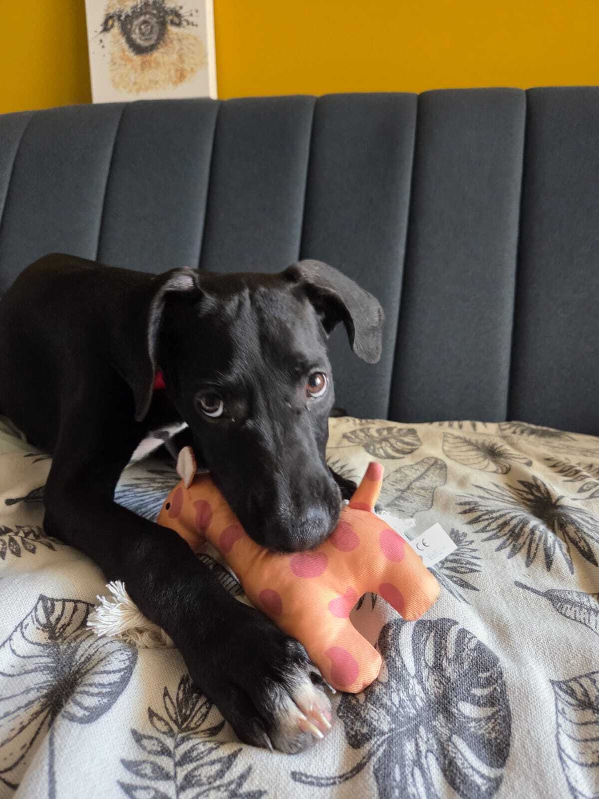 Adoption Mimi