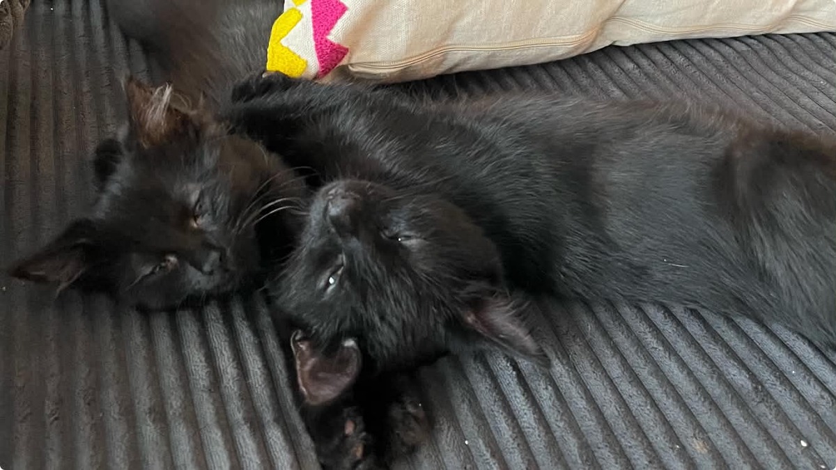 Adoption Pirouette & Tempête