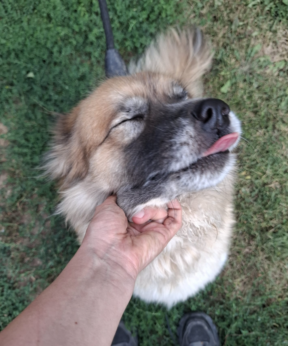 Adoption Summer