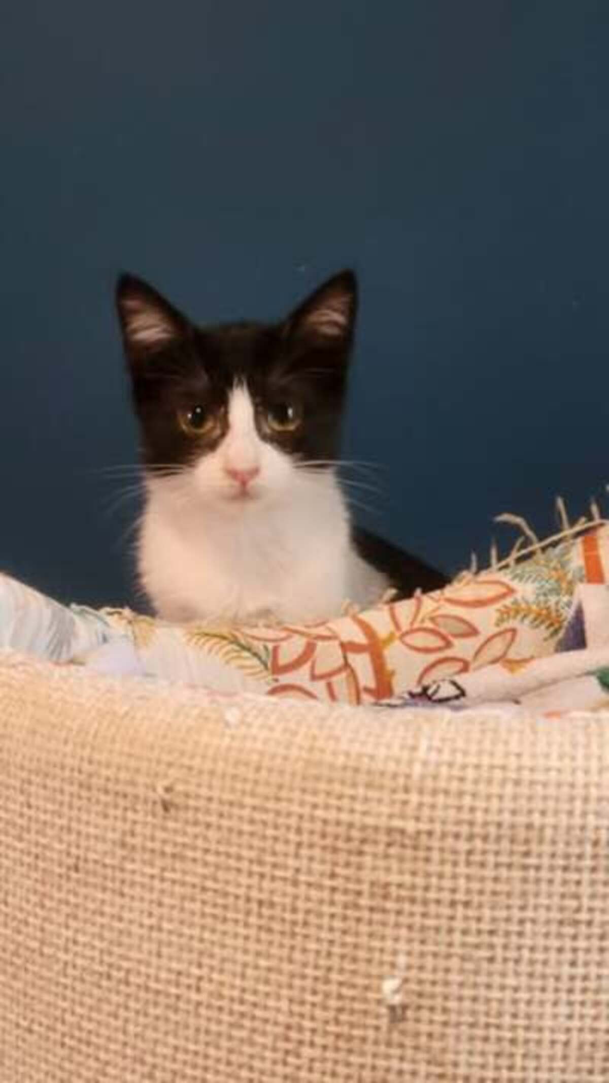 Adoption Belinda