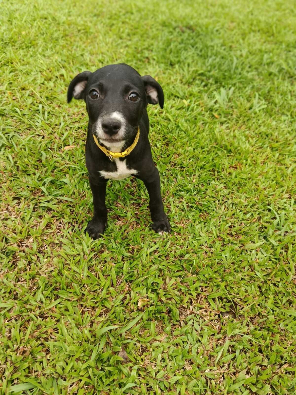 Adoption Ywa