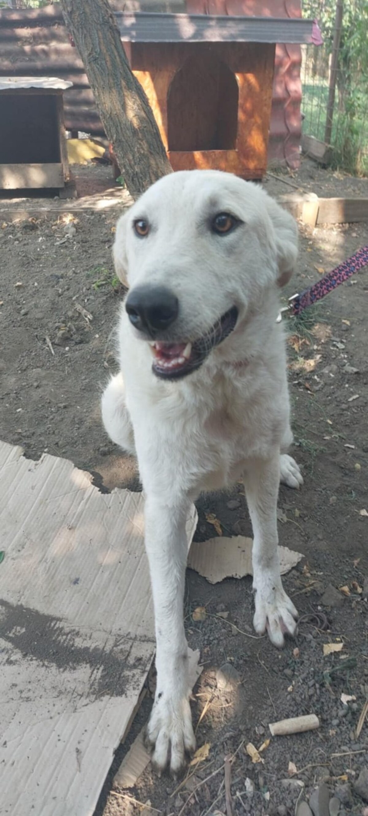 Adoption Ella