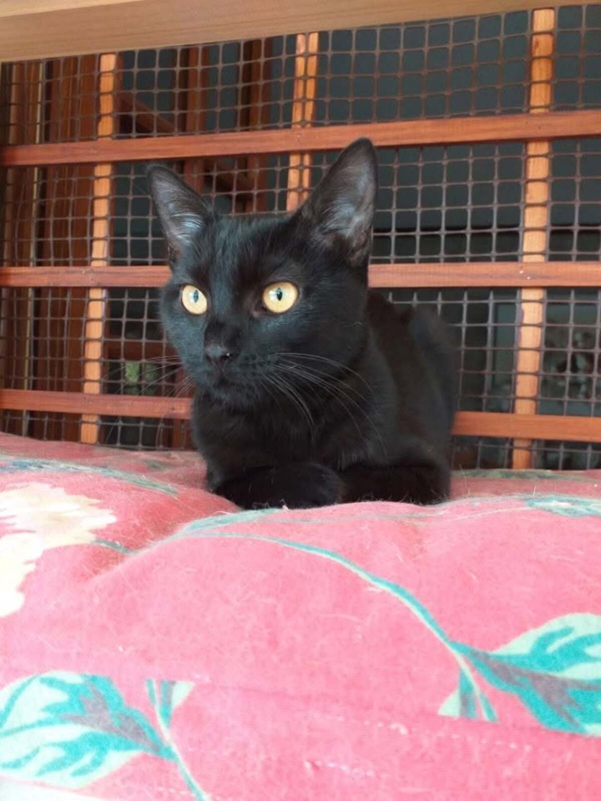 Adoption Belva