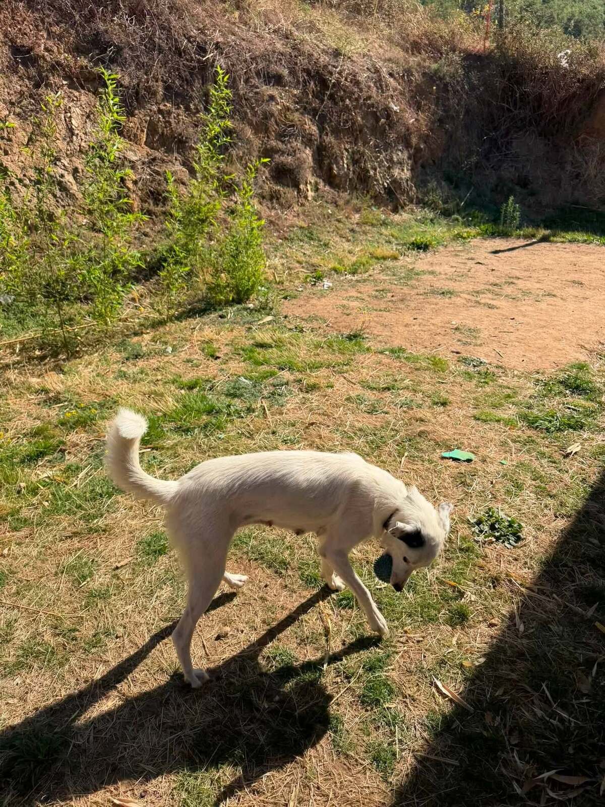 Adoption Elfe